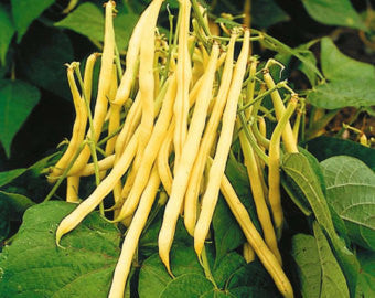 Golden Wax Bush Beans - Heirloom - Phaseolus Vulgaris - 20 Seeds