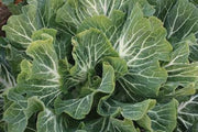 Couve Tronchuda Portuguese Kale / Cabbage - Bulk Vegetable Seeds - 200 grams