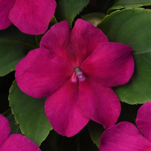 Impatiens Beacon - Violet Shades - Bizzy Lizzies - Annual - 10 Seeds