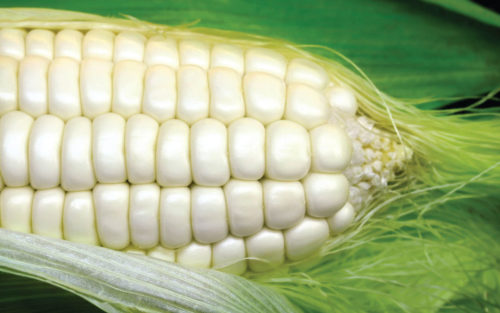 Border King Open Pollinated White Maize / Corn - Zea Mays - Vegetable - 25 Seeds