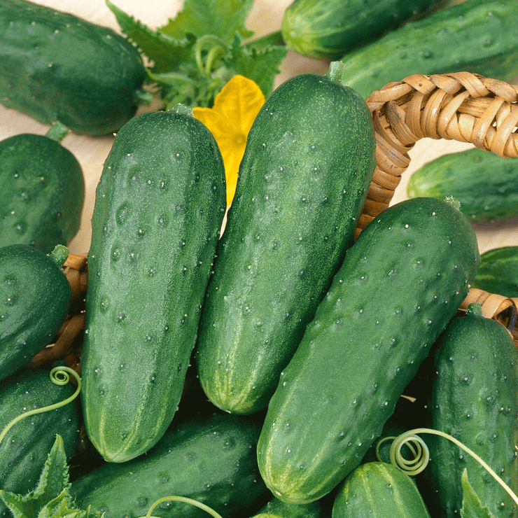 Home Made Pickles Pickling Cucumber - Vegetable - 20 Seeds