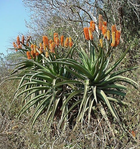 Aloe rupestris - Bottle Brush Aloe - Indigenous South African Succulent - 10 Seeds