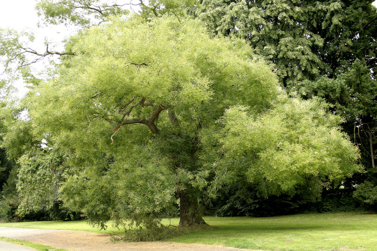 Japanese Pagoda Tree - Styphnolobium japonicum / Sophora japonica - Exotic / Rare Bonsai Tree - 5 Seeds