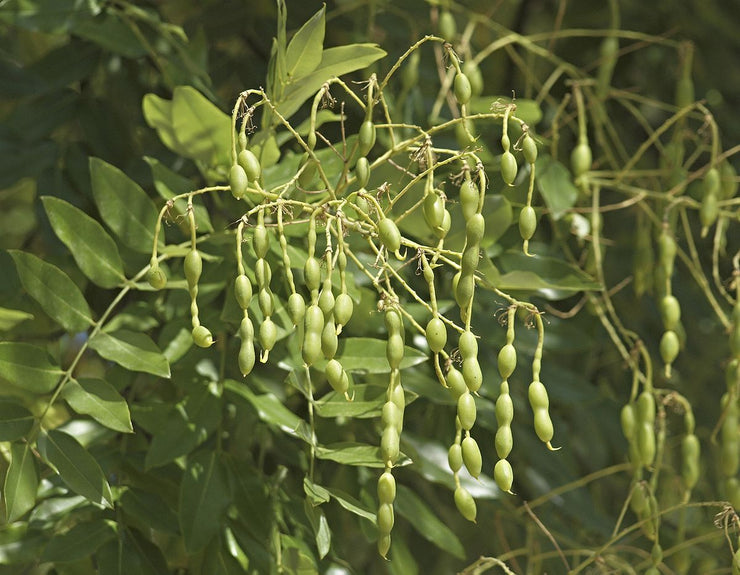 Japanese Pagoda Tree - Styphnolobium japonicum / Sophora japonica - Exotic / Rare Bonsai Tree - 5 Seeds