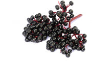 Elderberry Exotic Fruit Tree - Sambucus nigra - 10 Seeds