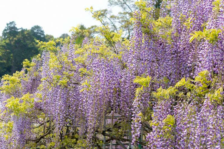 Wisteria floribunda - Purple Japanese Wisteria - Exotic / Rare Bonsai Tree / Climbing Vine - 5 Seeds
