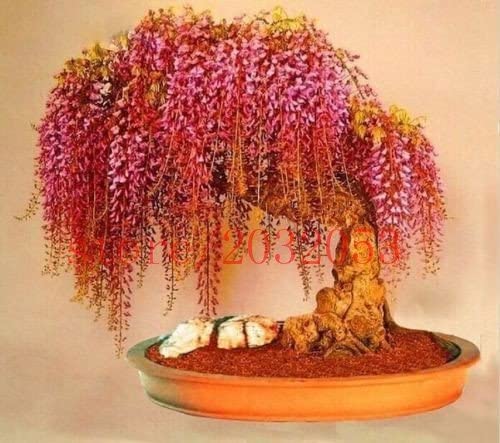 Wisteria floribunda - Red Japanese Wisteria - Exotic / Rare Bonsai Tree / Climbing Vine - 5 Seeds