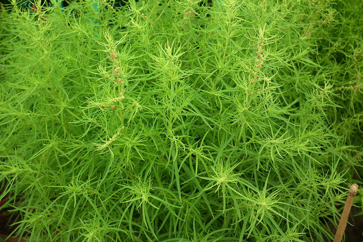 Burning Bush / Mexican Fireweed Green  Annual - Kochia / Bassia Scoparia - 100 Seeds