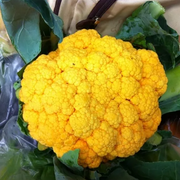 Yellow "Cheese"  Cauliflower - Brassica Oleracea var botrytis - Vegetable - 5 seeds