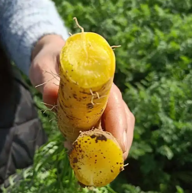Heirloom Yellow Carrot - Daucus carrota - Heirloom Vegetable - 50 Seeds