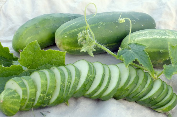 Ashley Cucumber Organic - Heirloom Vegetable - 10 Seeds