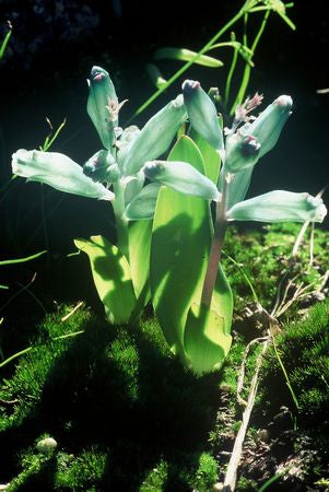 Lachenalia Viridiflora - Indigenous - South African Bulb - 10 Seeds