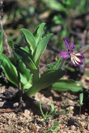 Lapeirousia Jacquinii - Indigenous South African Bulb - 10 Seeds