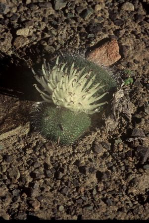 Massonia echinata - Indigenous South African Bulb - 10 Seeds