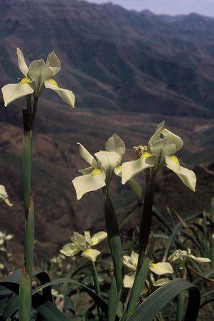 Moraea Alticola - Indigenous South African Bulb - 10 Seeds