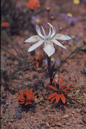 Moraea Fugax - Indigenous South African Bulb - 10 Seeds