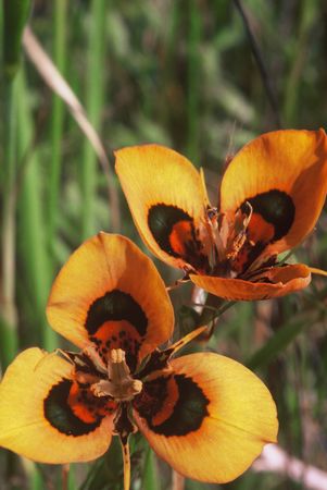 Moraea Tulbaghensis - South African Bulb Seeds - 10 Seeds
