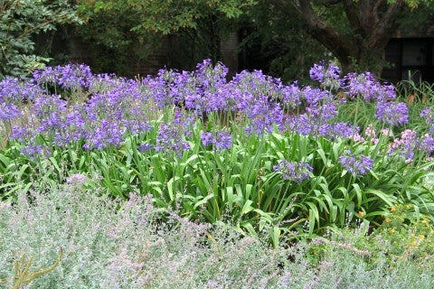 Agapanthus africanus - Indigenous South African Bulb - 10 Seeds