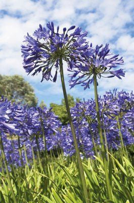 Agapanthus nutans - Indigenous South African Bulb - 10 Seeds