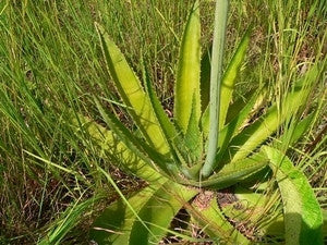 Aloe simii - Indigenous South African Succulent - 10 Seeds