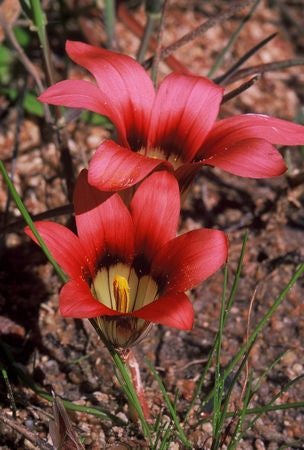 Romulea Hirsuta - Indigenous South African Bulb - 10 Seeds