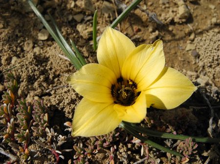 Romulea Luteoflora - Indigenous South African Bulb - 10 Seeds
