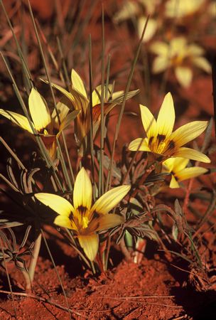 Romulea Monticola - Indigenous South African Bulb - 10 Seeds