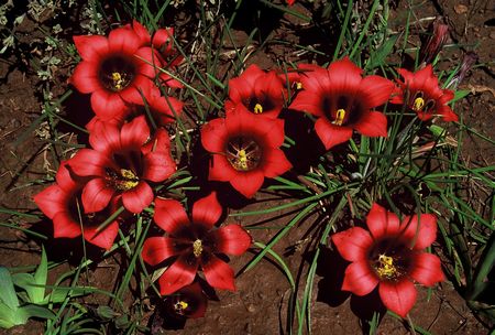 Romulea Sabulosa - Indigenous South African Bulb - 10 Seeds
