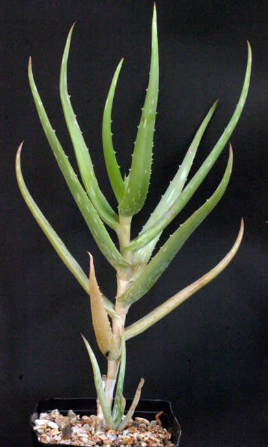 Aloe penduliflora - Succulent - Rare East African Aloe - 5 seeds