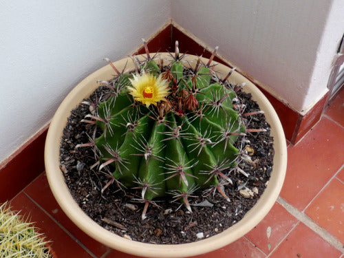Ferocactus herrerae - Fishhook barrel cactus - Exotic Succulent / Cacti - 10 Seeds
