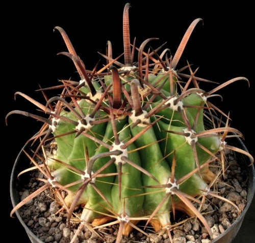 Ferocactus peninsulae  - Exotic Succulent / Cacti - 10 Seeds