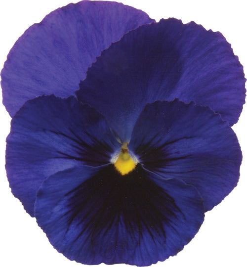 Pansy Matrix - Blotch Blue - Viola wittrockiana - 10 Seeds