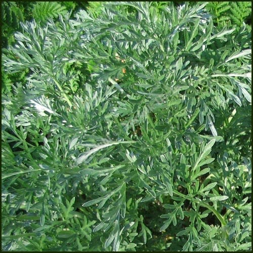 Wormwood - Heirloom Herb - Artemisia absinthium - 20 Seeds