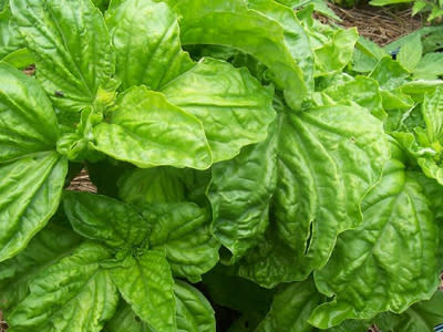 Lettuce Leaf Basil - Heirloom Herb - Ocimum basilicum - 50 Seeds