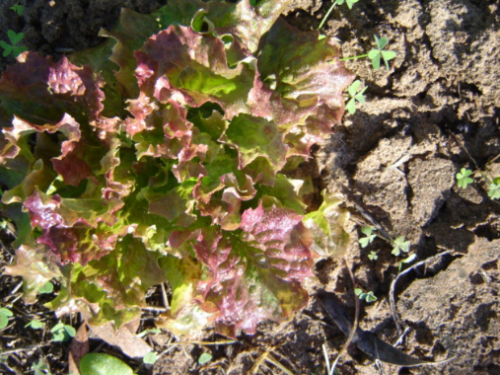 Red Lattughino Battavia Lettuce - ORGANIC - Heirloom Vegetable - 100 Seeds