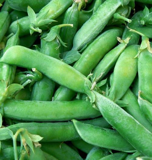 Sugar Snap Peas / Mange Tout - ORGANIC - Heirloom Vegetable - 10 Seeds