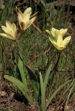 Sparaxis Fragrans - Indigenous South African Bulb - 10 Seeds