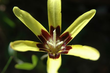 Sparaxis Maculosa  - Indigenous South African Bulb - 10 Seeds