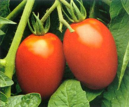 Roma Tomato - Lycopersicon Esculentum - 50 Seeds
