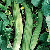 Armenian Cucumber - Cucumis Sativus - Oriental Heirloom Vegetable - 5 Seeds