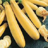 Golden Zucchini Squash - Cucurbita Pepo - 5 Seeds
