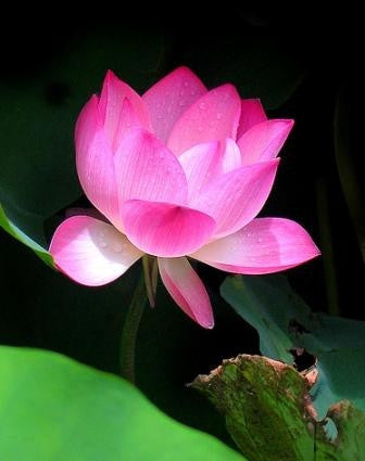 Pink Sacred Lotus Water Lily Aquatic - Nelumbo Nucifera  - 5 Seeds