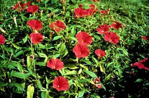 Scarlett O Hara Morning Glory Vine - Ipomoea Nil - 5 Seeds