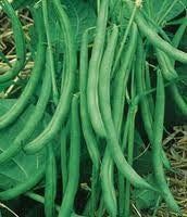 Contender Beans - Phaseolus Vulgaris - 10 Seeds