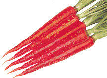 Ideal Red Carrot - Daucus Carrota - 50 Seeds