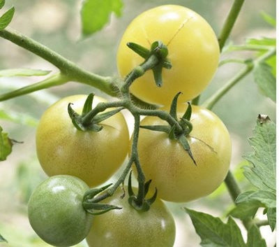 Snow White Cherry Tomato  - Lycopersicon Esculentum - 10 Seeds - ORGANIC