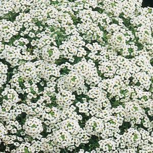 Alyssum Carpet of Snow Annual - Lobularia maritima - 100 Seeds