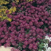 Alyssum Royal Carpet Annual - Lobularia maritima - 100 Seeds