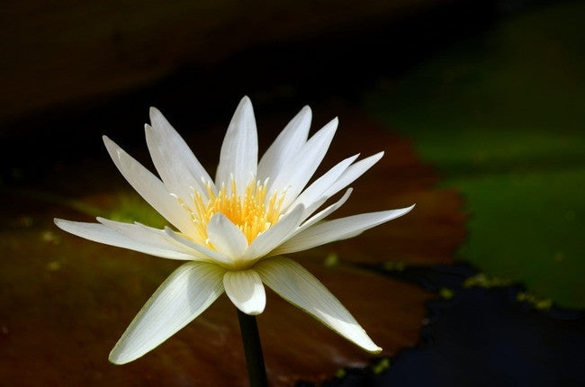 White Water Lily Aquatic - Nymphae Ampla - 10 Seeds