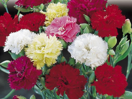 Carnation Giant Chabaud Annual - Dianthus Caryophyllus - 20 Seeds